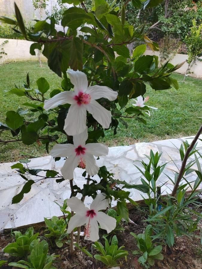 Ferienhaus Kreta Sonnenschein Villa Kondomarion Dış mekan fotoğraf